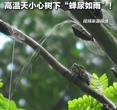 卓越汇 夏天在树下淋的雨可能是“蝉尿”，对人体有害吗？